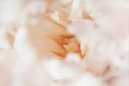 Blooming white peony flower. Macro image. Beautiful flower peonies backgroundの写真素材