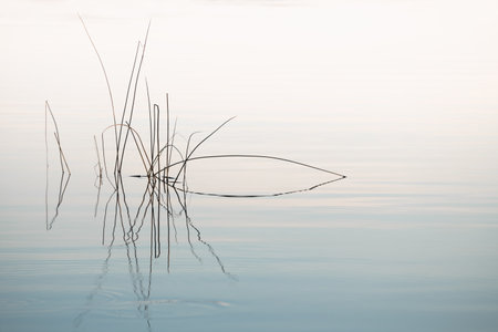 Reeds on the shore of the lake at sunset. Plants are reflected in the calm water surface. Abstract nature background.の写真素材