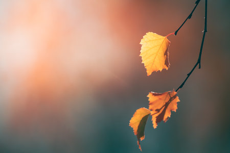 Yellow leaves on the tree in autumn forest. Seelctive focus. Beautiful autumn backgroundの写真素材