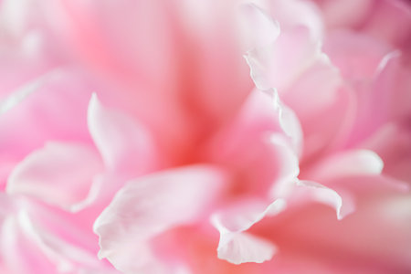 Blooming pink peony flower. Macro image. Beautiful flower peonies backgroundの写真素材