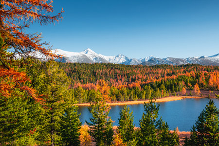 Lake in autumn forest and view of snow-covered mountains in Altai, Siberia, Russia. Beautiful autumn landscapeの写真素材