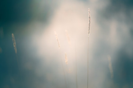 Wild grass in a forest at sunset. Macro image, shallow depth of field. Abstract summer nature backgroundの写真素材