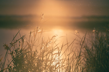 Reeds on the shore of the lake at sunset. Beautiful summer landscape. Abstract nature background.の写真素材