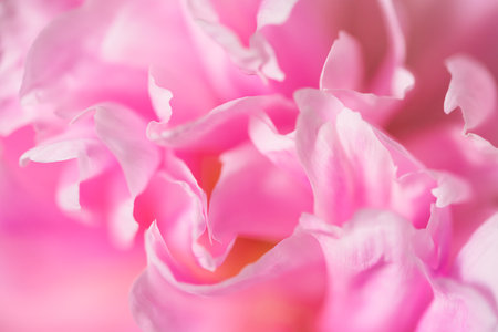 Blooming pink peony flower. Macro image. Beautiful flower peonies backgroundの写真素材