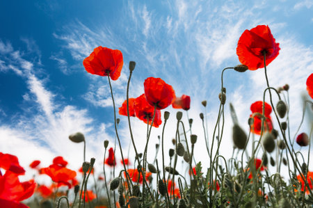 Red poppy flowers against the blue sky. Selective focus. Beautiful spring nature backgroundの写真素材