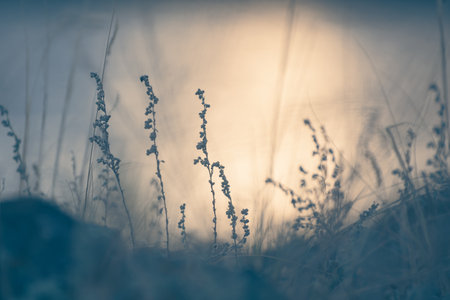 Dry autumn grass on the shore of the lake at sunset. Abstract nature background. Macro image, shalow depth of fieldの写真素材