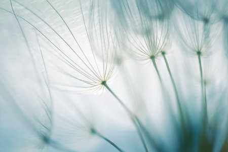 Big white dandelion in a forest at sunset. Macro image, shallow depth of field. Abstract summer nature backgroundの写真素材