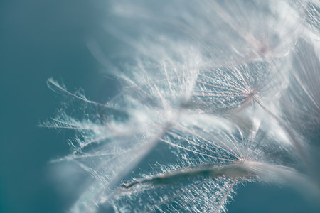 Big white dandelion in a forest at sunset. Macro image, shallow depth of field. Abstract summer nature backgroundの写真素材