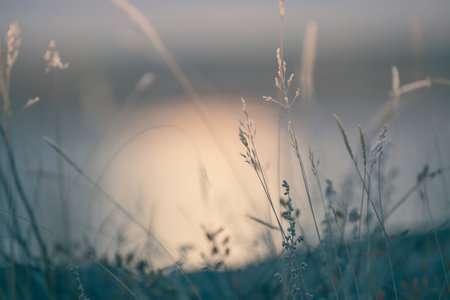 Grass on the shore of the lake at sunset. Abstract nature background. Macro image, shalow depth of fieldの写真素材
