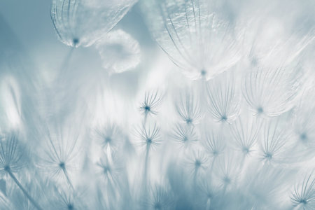 White dandelion in a forest at sunset. Macro image, shallow depth of field. Abstract summer nature backgroundの写真素材