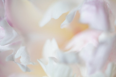 Blooming white peony flower. Macro image. Blurred flower backgroundの写真素材