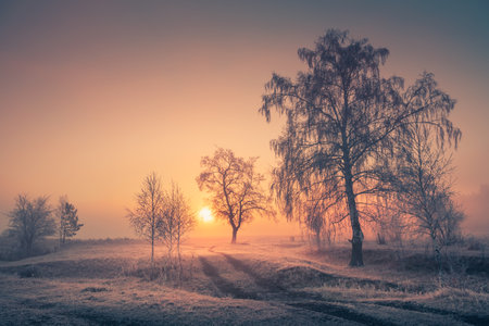 Road with frost-covered trees in winter forest at foggy sunrise. Beautiful winter landscapeの写真素材