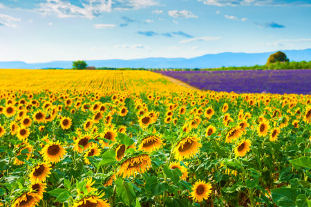 Sunflower and lavender fields in Valensole, Provence, France. Beautiful summer landscape.の写真素材