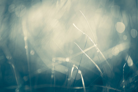 Green grass during the rain on the forest meadow. Macro image, shallow depth of field. Abstract summer nature backgroundの写真素材