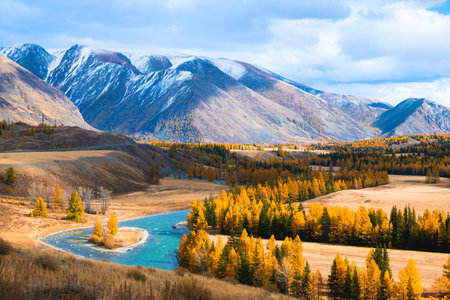 Chuya river in Altai mountains, Siberia, Russia. Yellow trees and snow-covered mountains. Autumn landscape.の写真素材