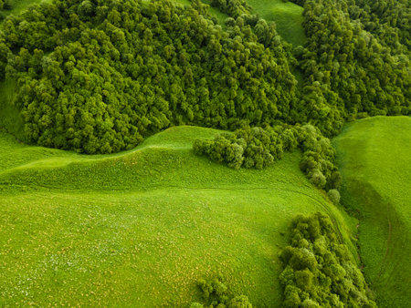 Green hills with trees and fresh green grass. Aerial top down view. Abstract summer nature background.の写真素材