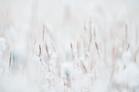 Snow-covered plants in winter forest during snowfall. Macro image, shallow depth of field. Winter nature backgroundの写真素材