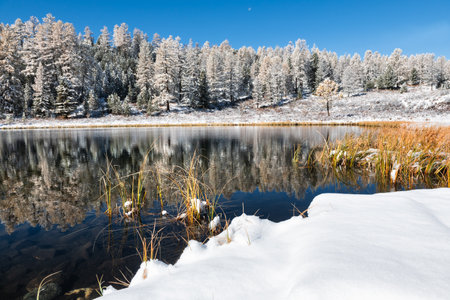 Kidelu lake in Altai mountains, Siberia, Russia. First snow in the autumn forest. Snow-covered trees are reflected in the waterの写真素材