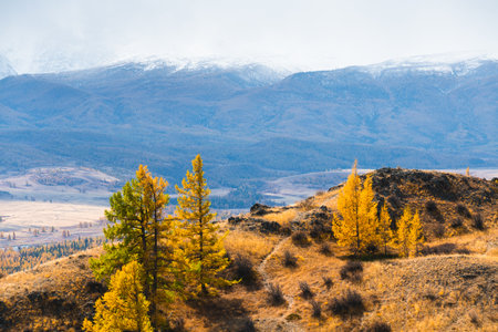 Snow-covered mountains and yellow autumn trees. Kurai steppe in Altai mountains, Siberia, Russia. View of North-Chuya ridgeの写真素材