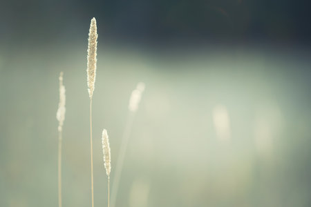 Dry grass in a forest at sunset. Macro image, shallow depth of field. Abstract autumn nature backgroundの写真素材