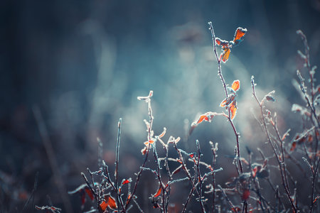 Frost-covered trees with yellow leaves in autumn forest. Macro image, shallow depth of field. Winter nature backgroundの写真素材