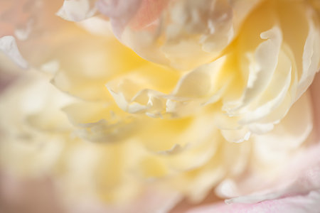 Blooming white peony flower. Macro image, shallow depth of field. Abstract flower backgroundの写真素材