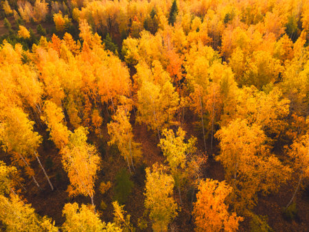Yellow autumn trees in a forest at sunset. Aerial top down view. Abtract autumn nature background.の写真素材