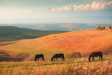 Horses grazing in the autumn mountains at sunset. Beautiful autumn landcsape. Gil-Su valley in North Caucasus, Russia.の写真素材