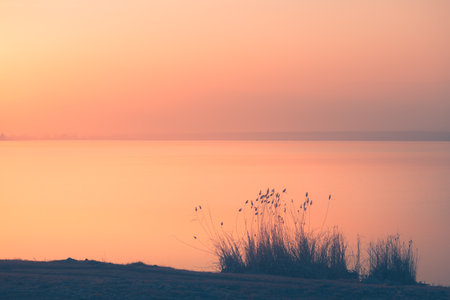 Reeds on the shore of the lake at pink foggy sunset. Beautiful autumn landscape. Abstract nature background.の写真素材
