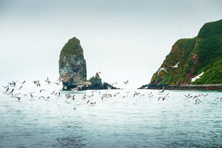 Seagulls flying over the water. Starichkov island in Pacific ocean, Kamchatka, Russia. Birds nesting on the rocks. Summer seascapeの写真素材