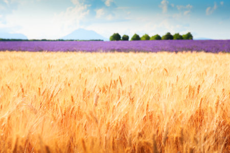 Yellow wheat field in Valensole, Provence, France. Lavender field in the background. Selective focus. Summer landscape.の写真素材