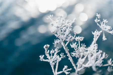 Frosted plants on the shore of lake at sunrise. Macro image, shallow depth of field. Winter nature backgroundの写真素材