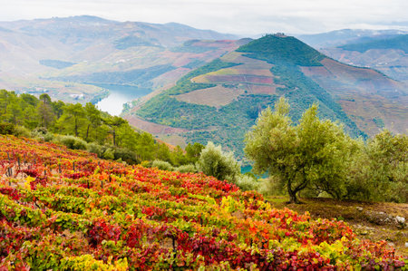 Colorful autumn vineyards in Douro river valley in Portugal. View of the hills and Douro river in foggy morning. Autumn landscapeの写真素材