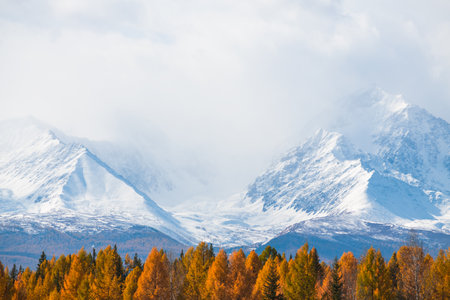 Snow-covered mountains and yellow autumn trees. Kurai steppe in Altai mountains, Siberia, Russia. View of North-Chuya ridgeの写真素材