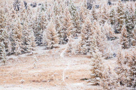 Snow-covered yellow trees in the mountains during snowfall. Altai mountains, Siberia, Russia. Autumn landscapeの写真素材