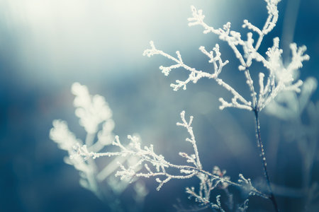 Frost-covered plants in winter forest. Macro image, shallow depth of field. Abstract winter nature backgroundの写真素材