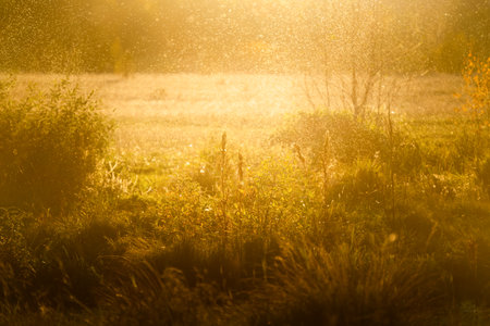 Cloud of midges flying over the grass in a forest at sunset. Selective focus. Beautiful summer nature backgroundの写真素材