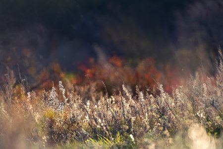 Dry autumn grass in a forest at sunset. Selective focus. Beautiful autumn nature backgroundの写真素材
