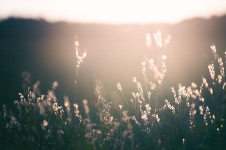 Autumn grass in the mountains at sunset. Macro image, shallow depth of field. Beautiful autumn nature backgroundの写真素材