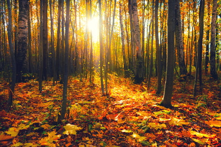 Yellow autumn trees in a forest at sunset. Fall foliage. Red and yellow fallen leaves on the ground. Beautiful autumn landscapeの写真素材