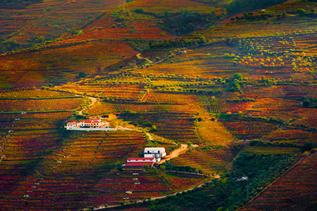 Autumn vineyards in Douro river valley in Portugal. Famous wine region. Beautiful autumn landscapeの写真素材