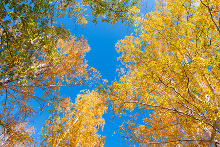 Yellow autumn trees in a forest against the blue sky.. Fall foliage. Abstract autumn nature backgroundの写真素材