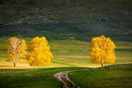 Yellow autumn trees on the green hills at sunset. Fall foliage. Beautiful autumn landscape