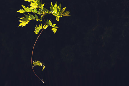 Green leaves on the tree with dark background. Summer forest. Seelctive focus. Abstract summer...