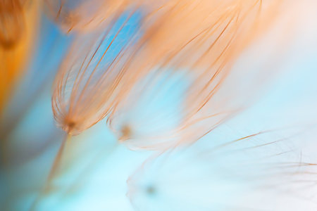 Big dandelion in a forest against the blue sky at sunset. Macro image, shallow depth of field....