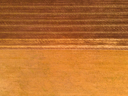 Yellow harvested fields of wheat. Aerial top down view. Abstract autumn nature background.の写真素材