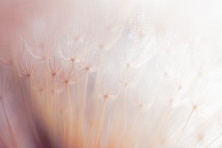 White dandelion at sunset. Abstract summer nature background. Macro image, shallow depth of field.の写真素材