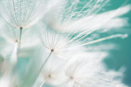 White dandelion in a forest at sunset. Macro image, shallow depth of field. Abstract summer nature backgroundの写真素材