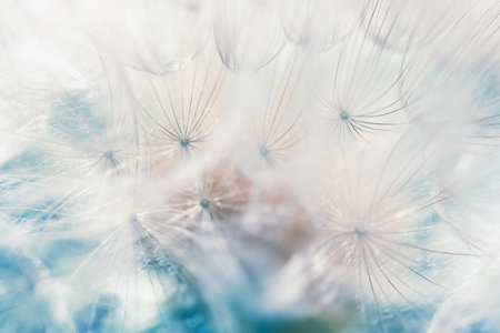 White dandelion in a forest close up. Abstract summer nature background. Macro image, shallow depth of field.の写真素材