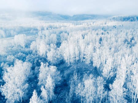 White frost-covered trees in winter forest at foggy sunrise. Aerial view. Clouds over the mountains and forest. Winter landscapeの写真素材